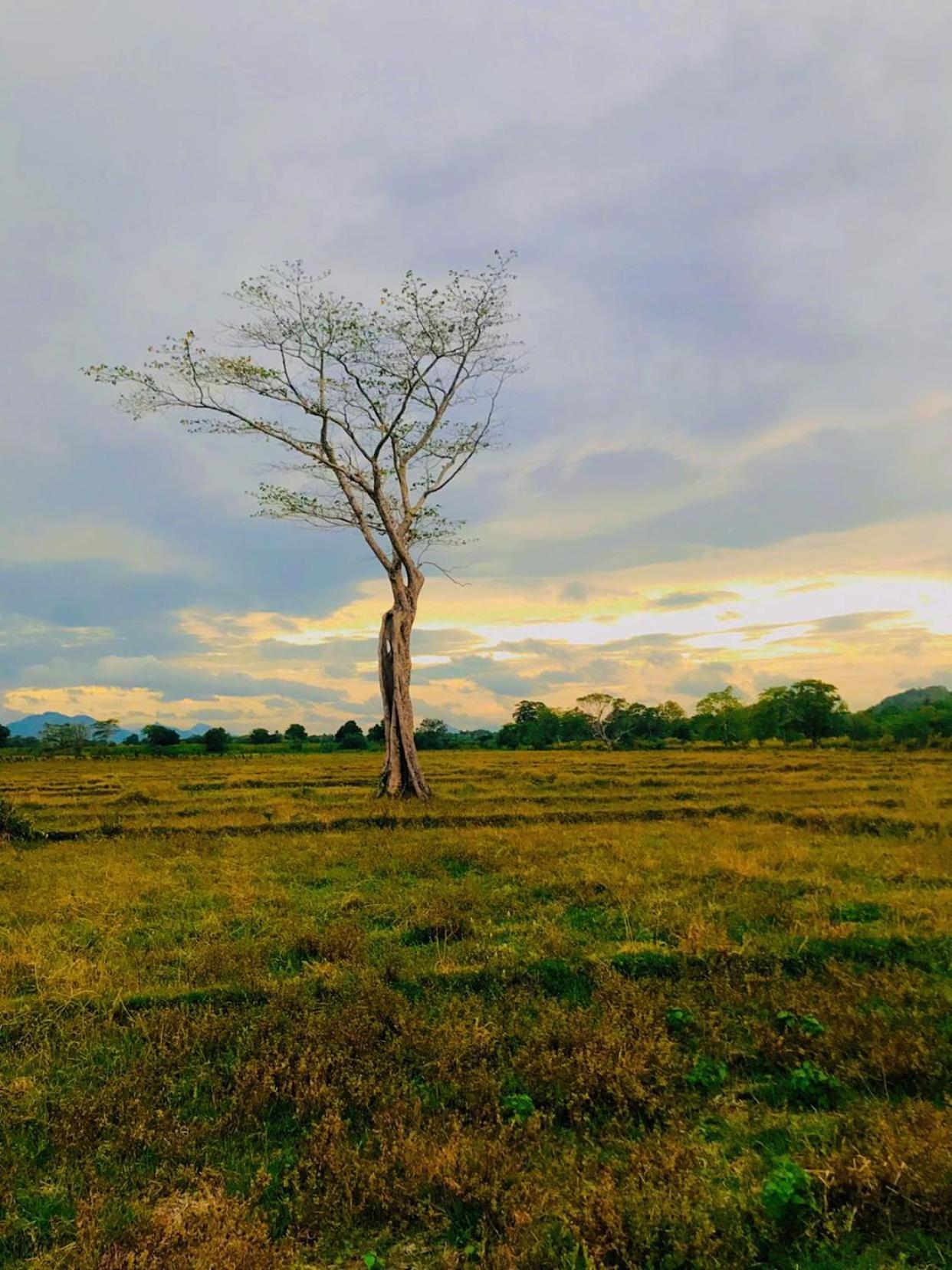 Ceylon Breeze Sigiriya Hotel Bagian luar foto